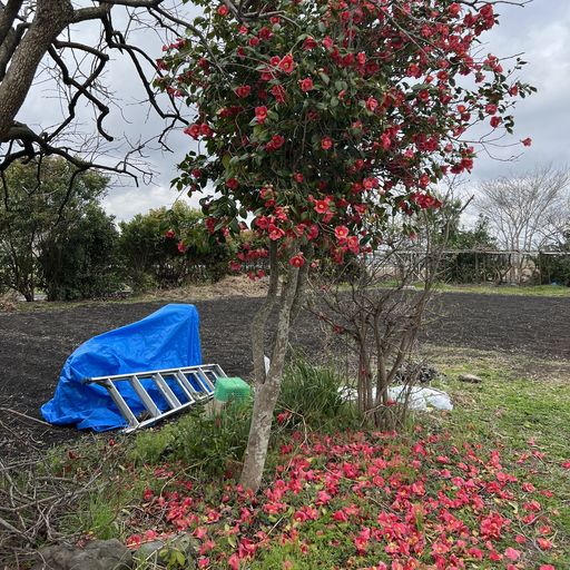 第83回 落椿（朝の散歩にて）