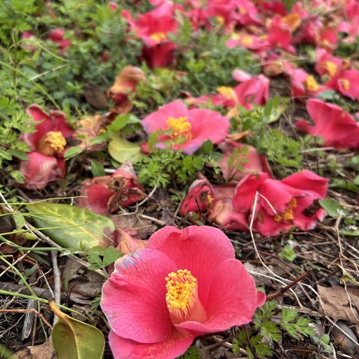 第84回 落椿（地面を覆い尽くす椿の花）