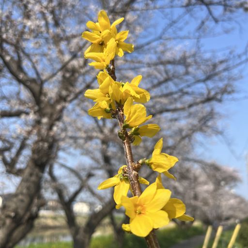 第86回 連翹（天に向かって）