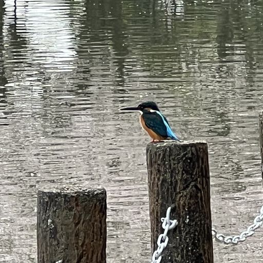 第87回 桜（カワセミも花見）