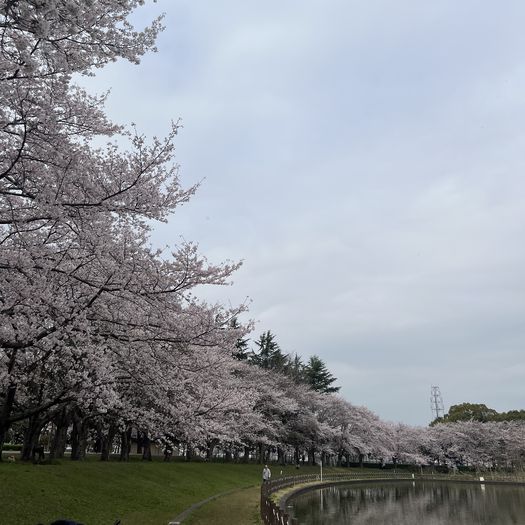 第88回 花曇（満開の桜）