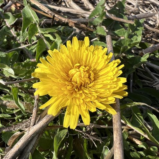 第40回 たんぽぽ（日の光）