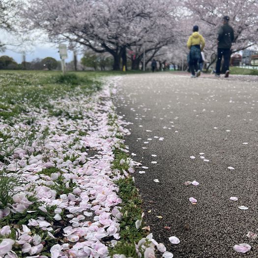 第91回 花屑（散った桜の花びら）