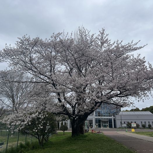 第92回 桜雨（満開の桜）