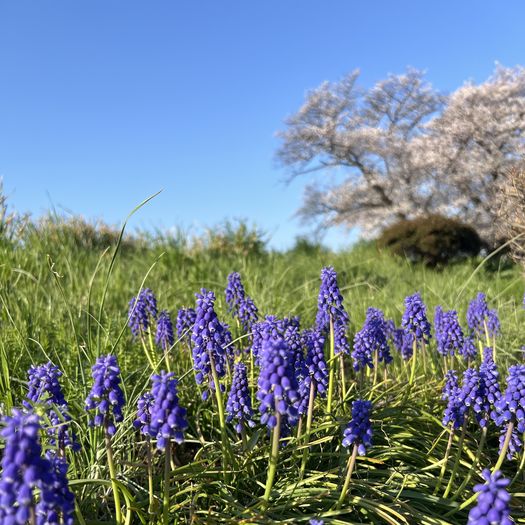 第95回 花見（ムスカリたちの場所取り）