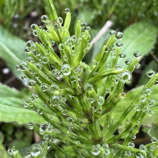 第97回 杉菜（水晶の粒）