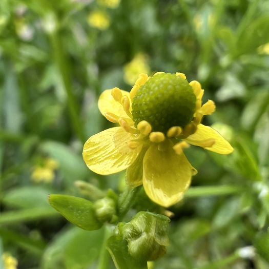 第100回 田芥（光る花びら）