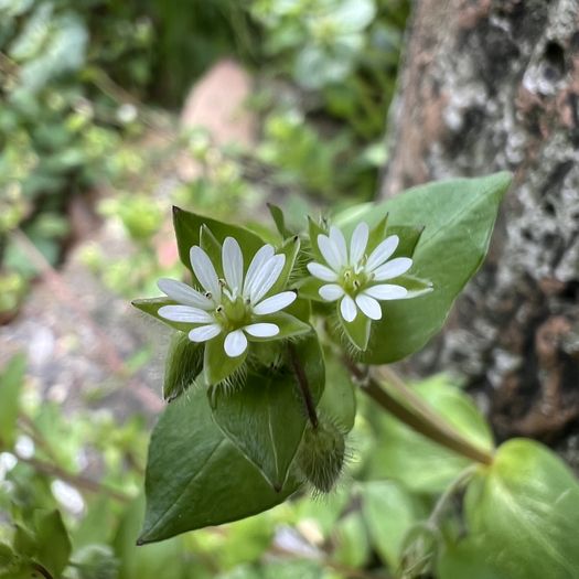 第101回 ひよこ草（あぜ道にて）