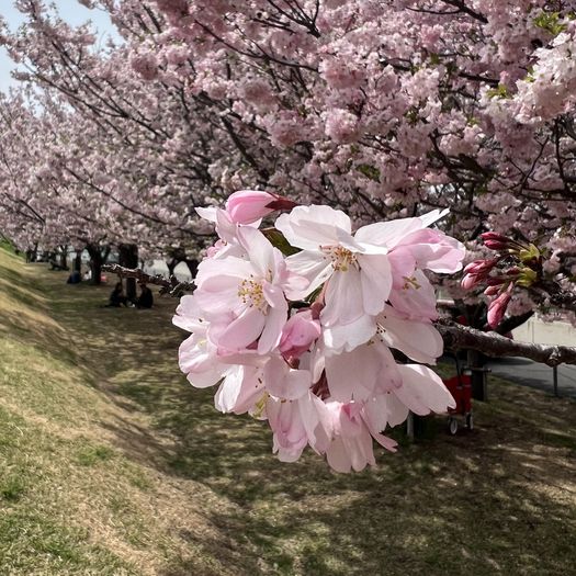 第105回 思川桜（小山市大行寺）