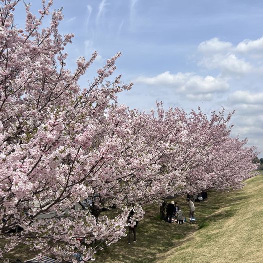 第106回 花（満開の思川桜）