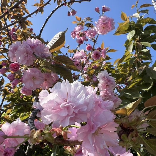第107回 八重桜（快晴の青空）