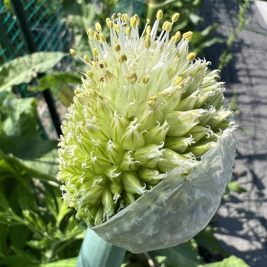 第108回 葱坊主（花開く）