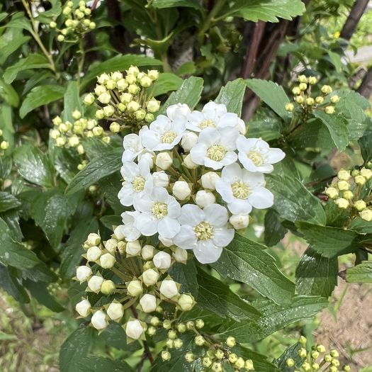 第111回 こでまりの花（散歩の途中にて）