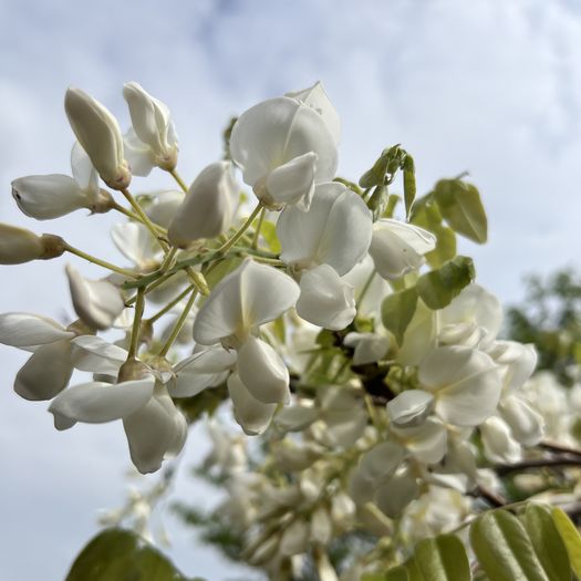 第112回 白藤（咲きはじめ）