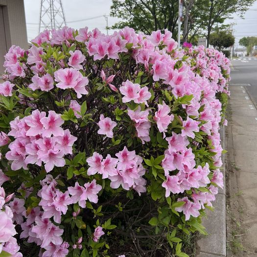 第113回 躑躅（あふれんばかりのピンク）