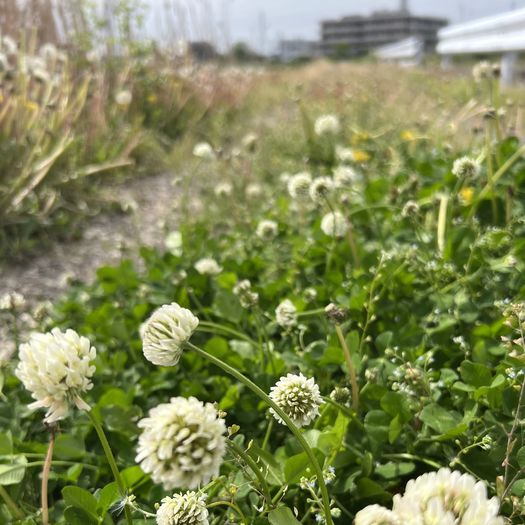 第114回 白詰草（砂利道にて）