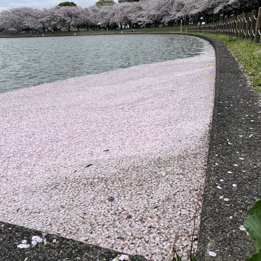 第93回 花筏（ピンクの絨毯）