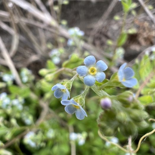 第98回 胡瓜草（風の入口）