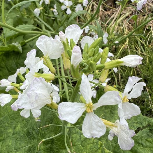 第99回 大根の花（菜園にて）