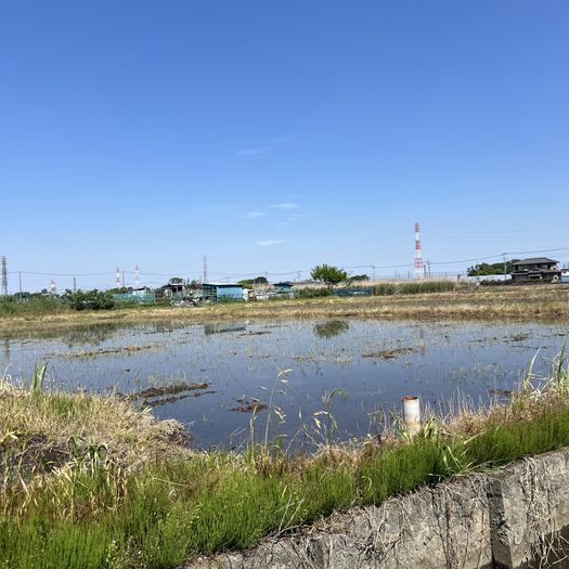 第120回 蛙鳴く（水が張られた田んぼにて）