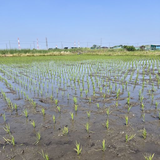 第128回 植田（波打つ早苗）