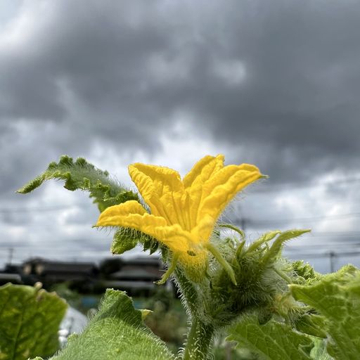 第129回 花胡瓜（雨雲の下にて）