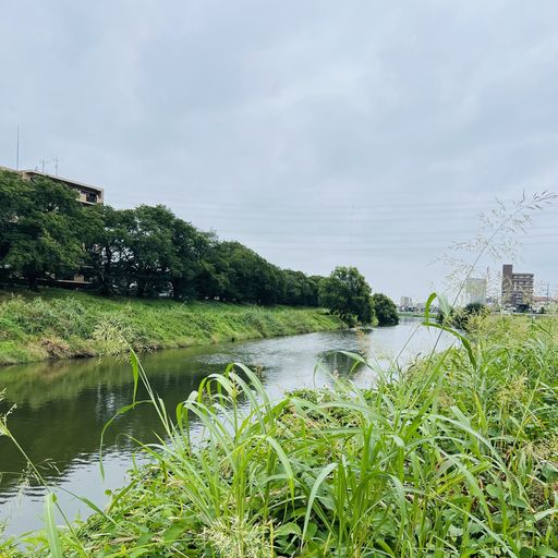 初秋の元荒川緑道