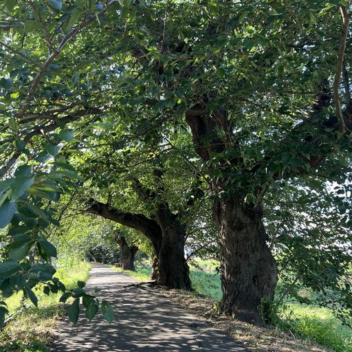 8月の北越谷元桜並木