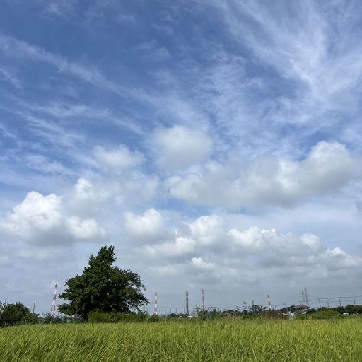 第155回 行き合いの空（色づきはじめた田んぼ）